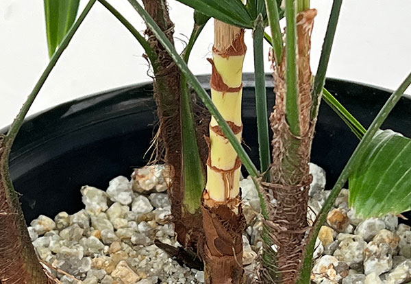 カンノンチク：達磨（だるま）6号鉢植え