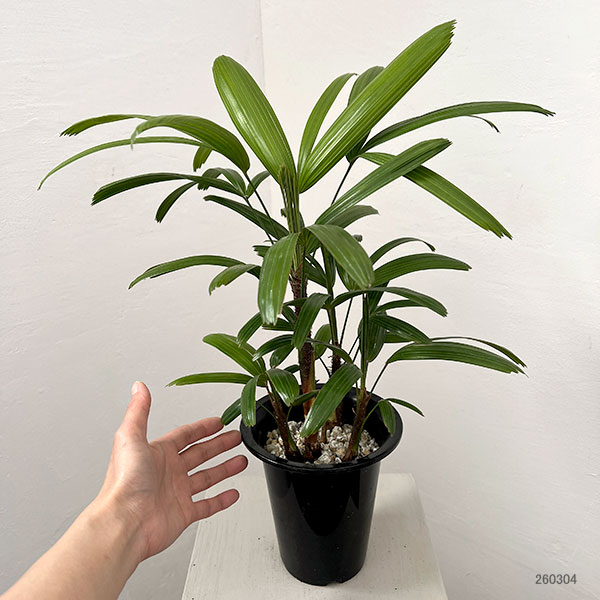 カンノンチク：達磨（だるま）5号鉢植え