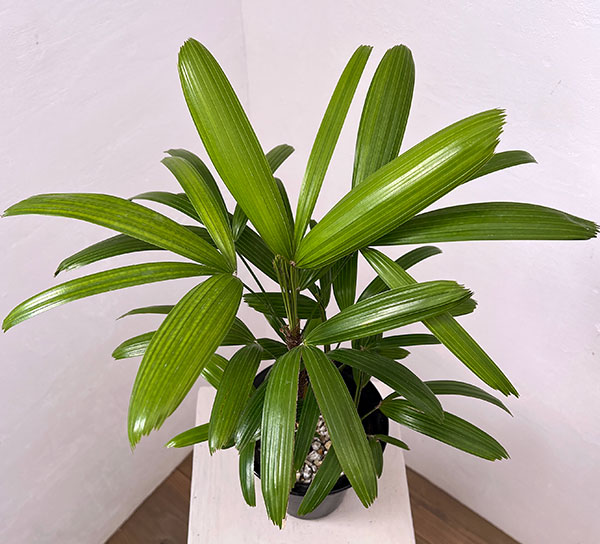 カンノンチク：達磨（だるま）5号鉢植え