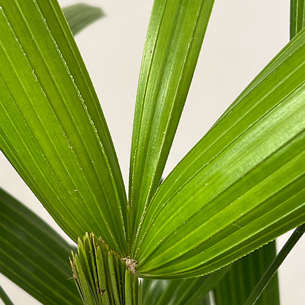 カンノンチク：達磨（だるま）5号鉢植え