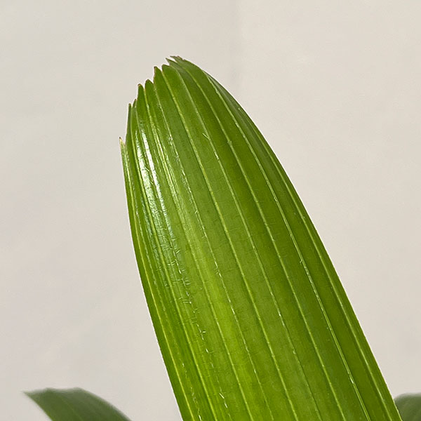 カンノンチク：達磨（だるま）5号鉢植え