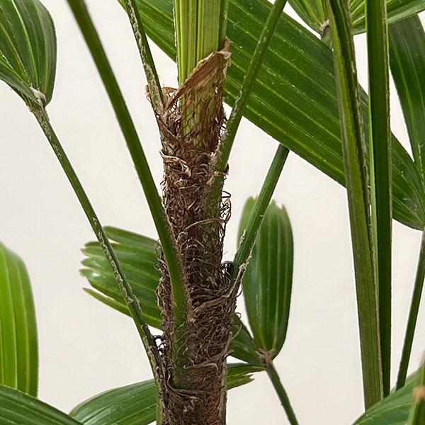 カンノンチク：達磨（だるま）5号鉢植え