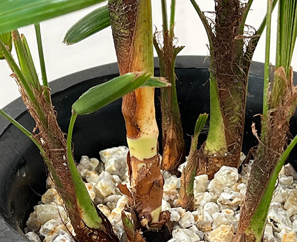 カンノンチク：達磨（だるま）5号鉢植え