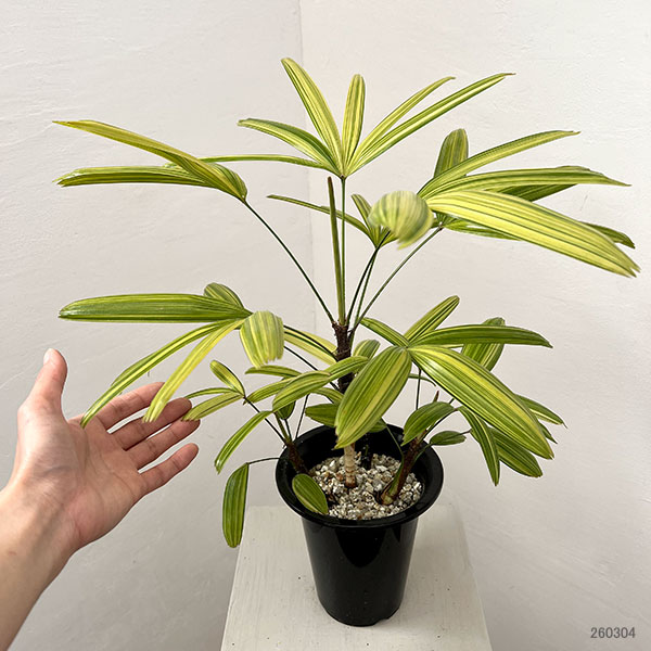 カンノンチク：綾錦（アヤニシキ）　5号鉢植え*