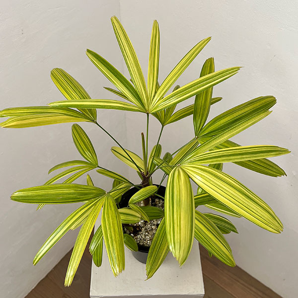 カンノンチク：綾錦（アヤニシキ）　5号鉢植え*