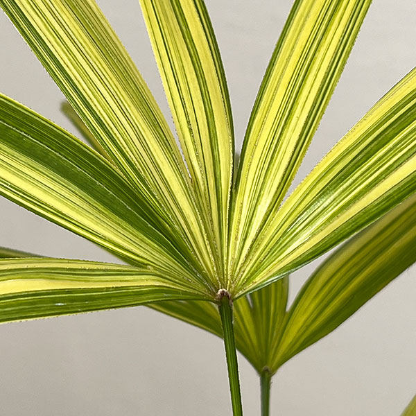 カンノンチク：綾錦（アヤニシキ）　5号鉢植え*