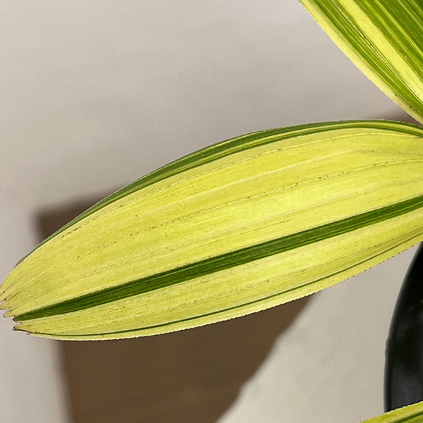 カンノンチク：綾錦（アヤニシキ）　5号鉢植え*