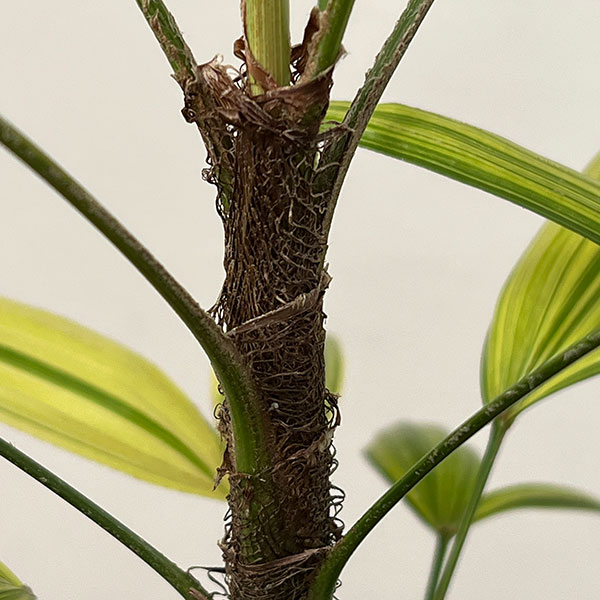 カンノンチク：綾錦（アヤニシキ）　5号鉢植え*