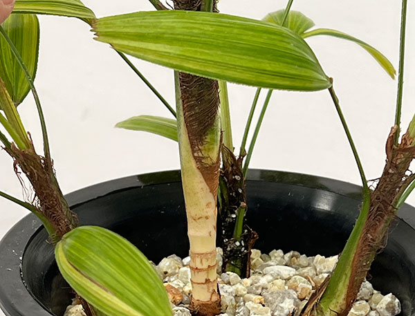 カンノンチク：綾錦（アヤニシキ）　5号鉢植え*