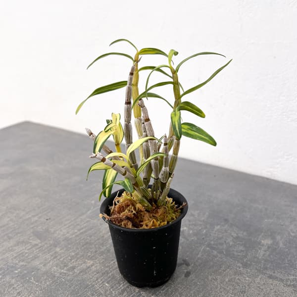 チョウセイラン（長生蘭）：梅ヶ枝　2.5号ポット