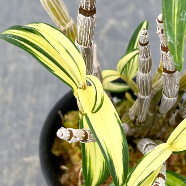 チョウセイラン（長生蘭）：梅ヶ枝　2.5号ポット