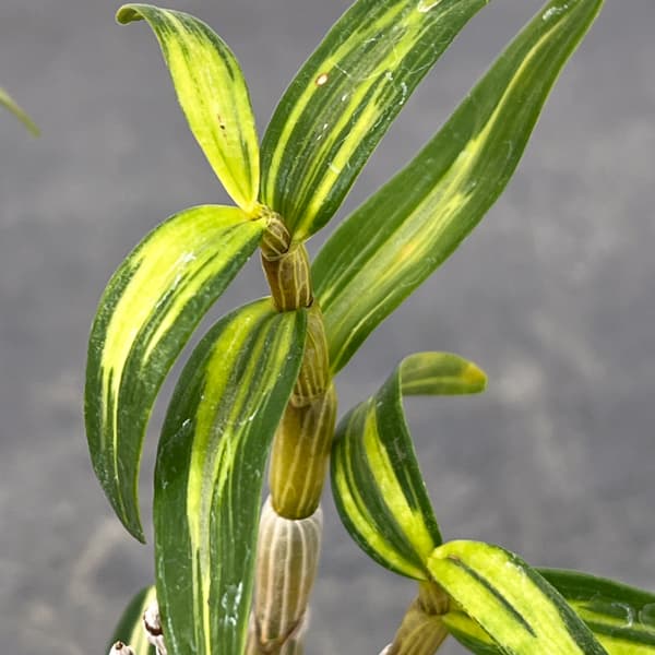 チョウセイラン（長生蘭）：梅ヶ枝　2.5号ポット