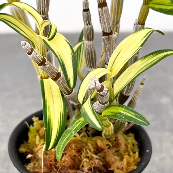 チョウセイラン（長生蘭）：梅ヶ枝　2.5号ポット