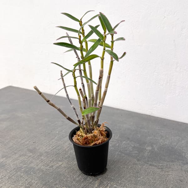 チョウセイラン（長生蘭）：光岩　2.5号ポット