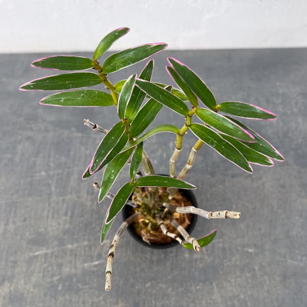 チョウセイラン（長生蘭）：光岩　2.5号ポット