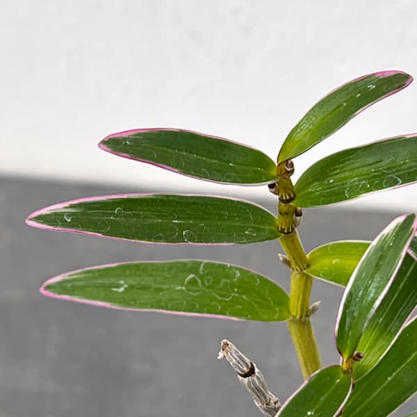 チョウセイラン（長生蘭）：光岩　2.5号ポット