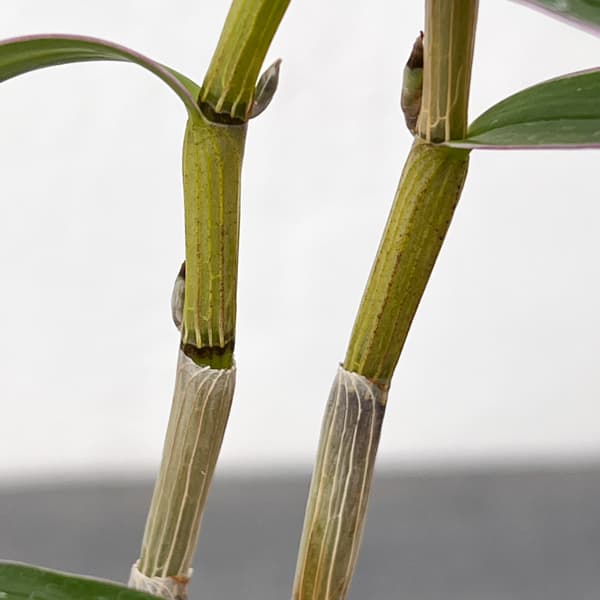 チョウセイラン（長生蘭）：光岩　2.5号ポット