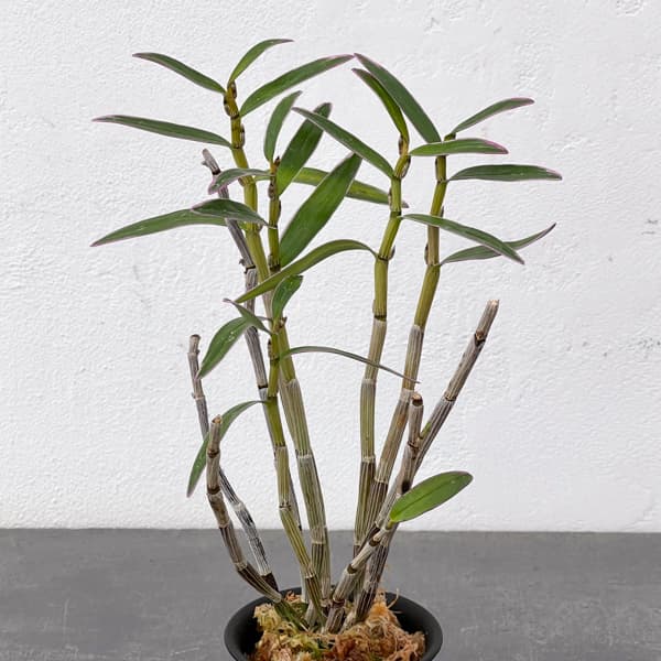 チョウセイラン（長生蘭）：光岩　2.5号ポット