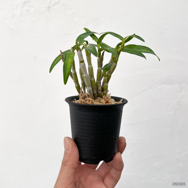 チョウセイラン(長生蘭):金閣 2.5号ポット