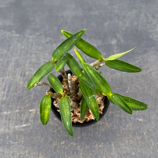 チョウセイラン(長生蘭):金閣 2.5号ポット