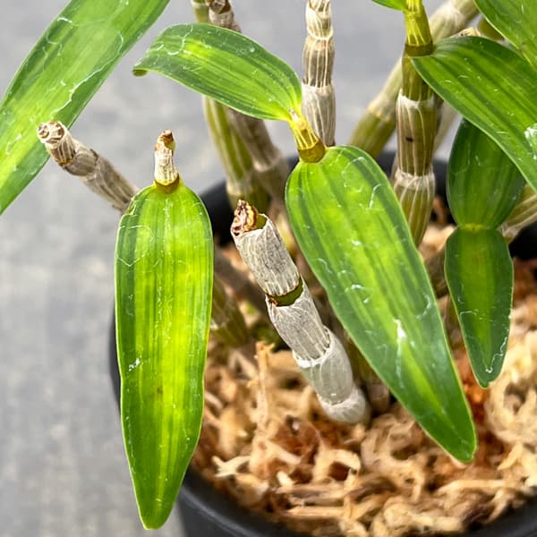 チョウセイラン(長生蘭):金閣 2.5号ポット