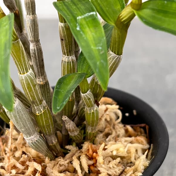 チョウセイラン(長生蘭):金閣 2.5号ポット