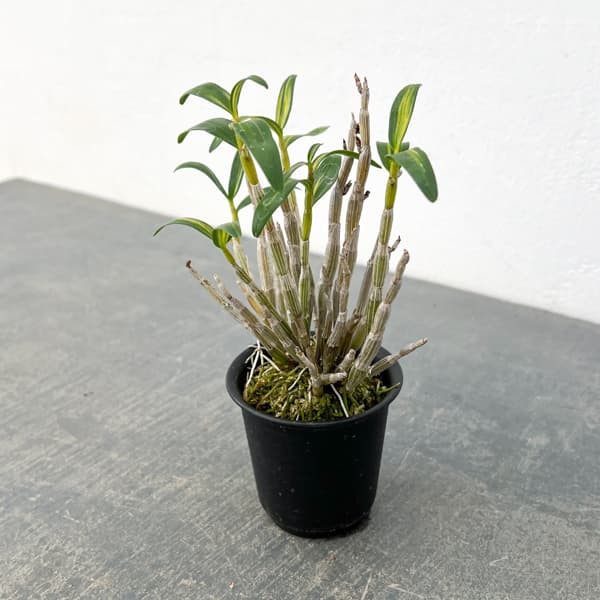 チョウセイラン(長生蘭):金山金閣 2.5号ポット