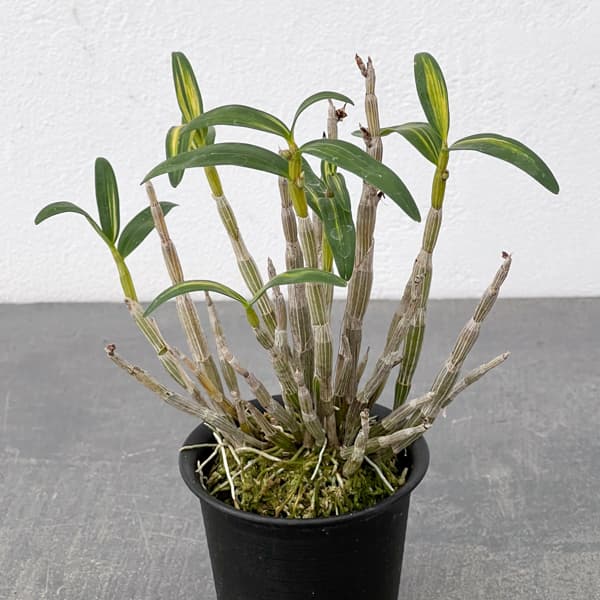 チョウセイラン(長生蘭):金山金閣 2.5号ポット