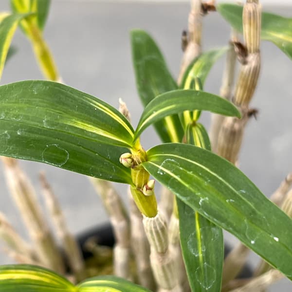 チョウセイラン(長生蘭):金山金閣 2.5号ポット