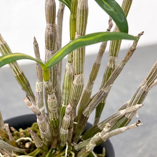 チョウセイラン(長生蘭):金山金閣 2.5号ポット