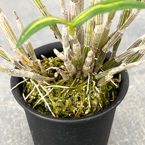 チョウセイラン(長生蘭):金山金閣 2.5号ポット