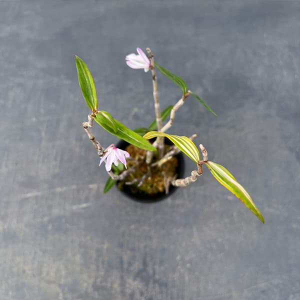 チョウセイラン（長生蘭）：白浜　2.5号ポット