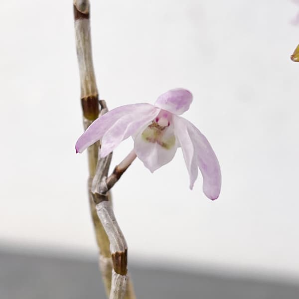 チョウセイラン（長生蘭）：白浜　2.5号ポット