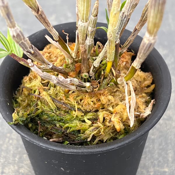 チョウセイラン（長生蘭）：白浜　2.5号ポット