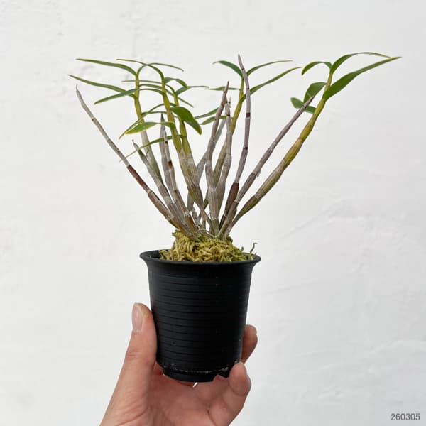 チョウセイラン(長生蘭):日月覆輪 2.5号ポット