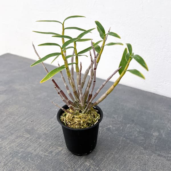 チョウセイラン(長生蘭):日月覆輪 2.5号ポット