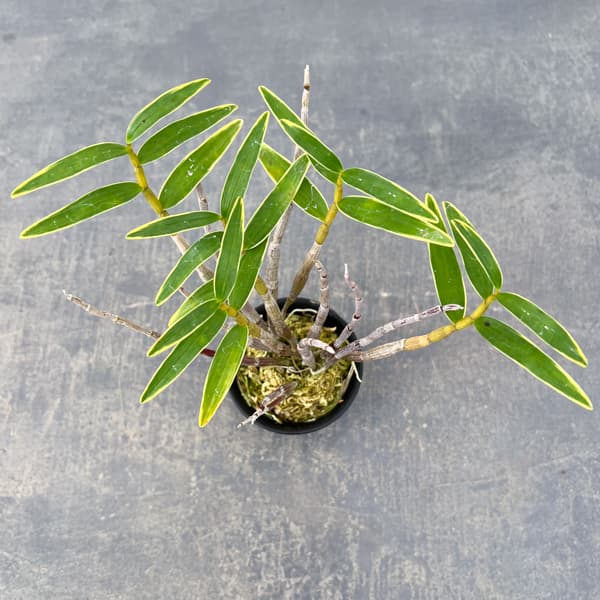 チョウセイラン(長生蘭):日月覆輪 2.5号ポット