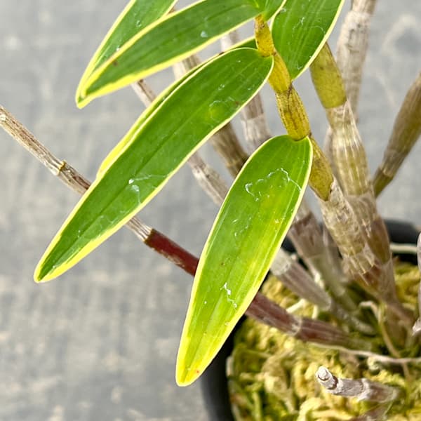 チョウセイラン(長生蘭):日月覆輪 2.5号ポット