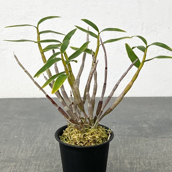 チョウセイラン(長生蘭):日月覆輪 2.5号ポット