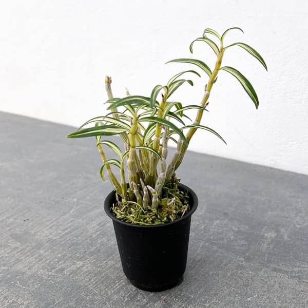 チョウセイラン（長生蘭）：紅木田　2.5号ポット