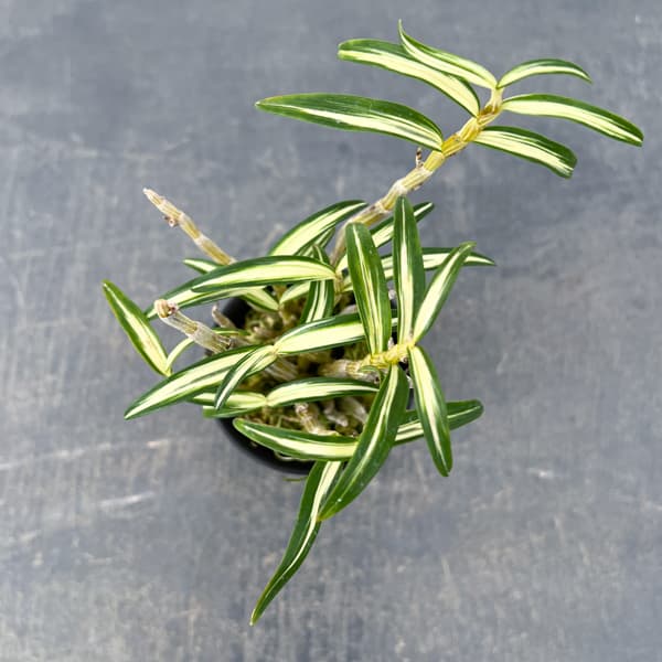 チョウセイラン（長生蘭）：紅木田　2.5号ポット