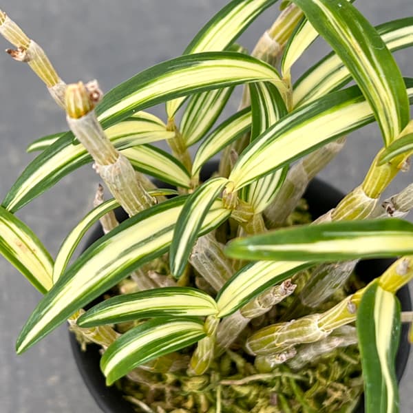 チョウセイラン（長生蘭）：紅木田　2.5号ポット