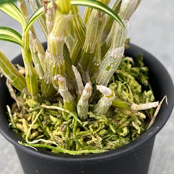 チョウセイラン（長生蘭）：紅木田　2.5号ポット