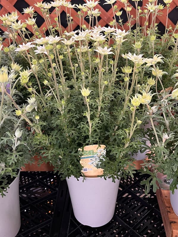 フランネルフラワー：グリーンエンジェルプ6号鉢植え