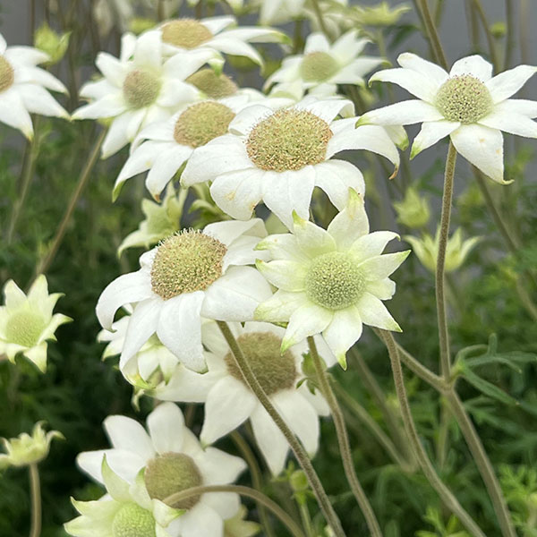 errer フランネルフラワー 土台付 筆記体 樹脂標本 植物標本 アンティーク 園芸ネット本店｜フランネルフラワー：グリーンエンジェルプ6号鉢植え