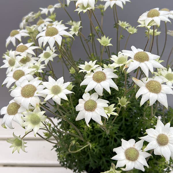 フランネルフラワー：グリーンエンジェルプ6号鉢植え