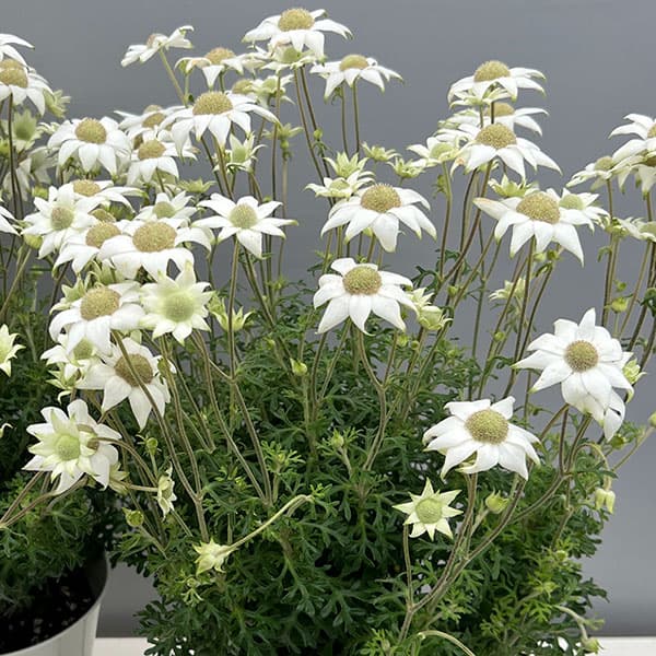 フランネルフラワー：グリーンエンジェルプ6号鉢植え