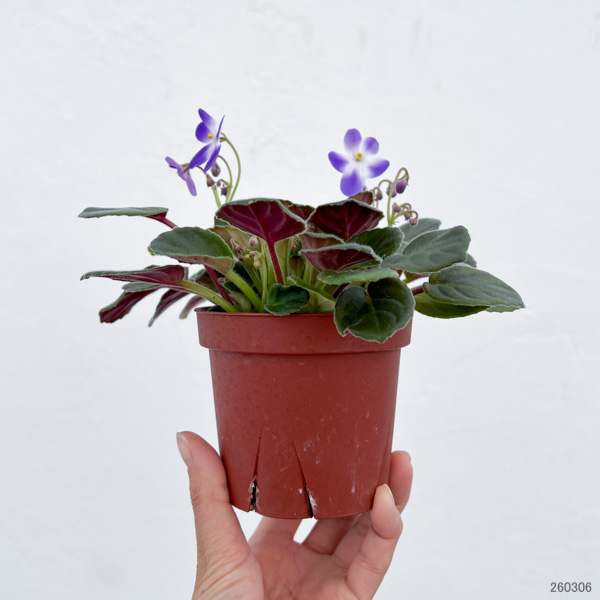 セントポーリア：ウッドトレイルSP3.5号ポット