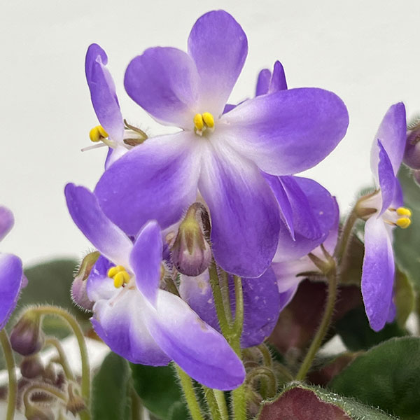 セントポーリア：ウッドトレイルSP3.5号ポット