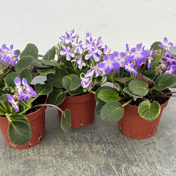 セントポーリア：ウッドトレイルSP3.5号ポット